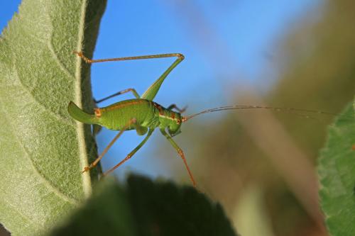 Leptophyes punctatissima
